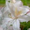 White Lights Cold Hardy Azalea - 1 Gallon Pot