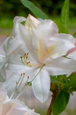 White Lights Cold Hardy Azalea - 1 Gallon Pot
