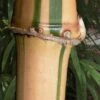 Golden Square Stem Bamboo (Chimonobambusa Quadrangularis 'Suow') - 5 Gallon Pot