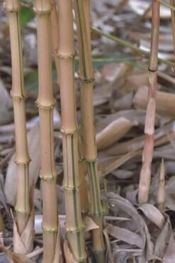 Golden Square Stem Bamboo (Chimonobambusa Quadrangularis 'Suow') - 3 Gallon Pot -Garden Care bamboo golden square stem 5