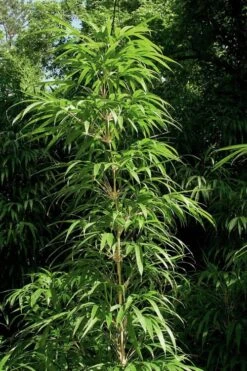 Golden Square Stem Bamboo (Chimonobambusa Quadrangularis 'Suow') - 3 Gallon Pot -Garden Care bamboo golden square stem 6