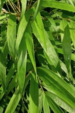 Golden Square Stem Bamboo (Chimonobambusa Quadrangularis 'Suow') - 5 Gallon Pot -Garden Care bamboo golden square stem 7 1