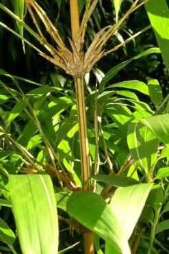 Golden Square Stem Bamboo (Chimonobambusa Quadrangularis 'Suow') - 5 Gallon Pot -Garden Care bamboo golden square stem 8 1