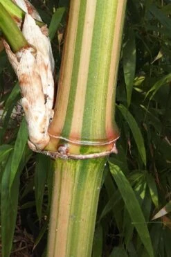 Golden Square Stem Bamboo (Chimonobambusa Quadrangularis 'Suow') - 5 Gallon Pot -Garden Care bamboo golden square stem 9 1