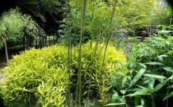 Dwarf Golden Leaf Bamboo - Pleioblastus Viridistriatus 'Chrysophyllus' - 2 Gallon Pot -Garden Care bamboo green stripe 3 1