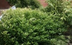 Ruscus Bamboo (Shibataea Kumasaca) - 3 Gallon Pot 10 Ruscus Bamboo (Shibataea Kumasaca) - 3 Gallon Pot -Garden Care bamboo ruscus 21 1