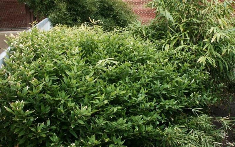 Ruscus Bamboo (Shibataea Kumasaca) - 3 Gallon Pot 5 Ruscus Bamboo (Shibataea Kumasaca) - 3 Gallon Pot - Image 5