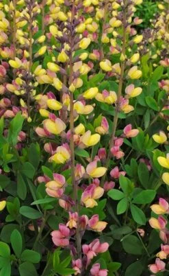 Pink Lemonade Baptisia (False Indigo) - 1 Gallon Pot -Garden Care baptisia pink lemonade 1