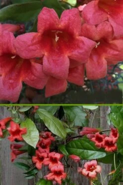 Shalimar Red Crossvine - Bignonia Capreolata - 2 Gallon Pot 11 Shalimar Red Crossvine - Bignonia Capreolata - 2 Gallon Pot -Garden Care bignonia shalimar red crossvine 500x750 1