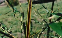 Black Stripe Bamboo - Phyllostachys Nigra Megurochiku - 3 Gallon Pot -Garden Care black stripe bamboo phyllostachys nigra megurochiku