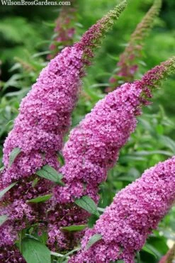 Pugster Pinker Butterfly Bush (Buddleia) - 3 Gallon Pot -Garden Care buddleai pugster pinker butterfly bush 1