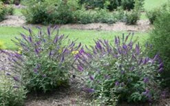 Lo & Behold Blue Chip Junior Butterfly Bush - 5 Pack Of Quart Pots -Garden Care buddleia blue chip junior butterfly bush 2
