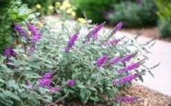 Lo & Behold Blue Chip Junior Butterfly Bush - 5 Pack Of Quart Pots -Garden Care buddleia blue chip junior butterfly bush 7