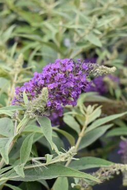 Lo & Behold Blue Chip Junior Butterfly Bush - 5 Pack Of Quart Pots -Garden Care buddleia blue chip junior butterfly bush 8