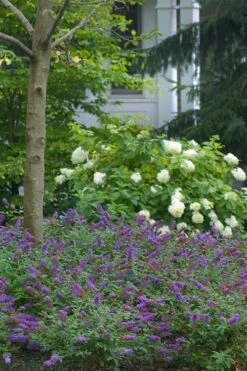 Lo & Behold Blue Chip Junior Butterfly Bush - 5 Pack Of Quart Pots -Garden Care buddleia blue chip junior butterfly bush 9