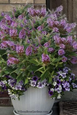 Dapper Lavender Butterfly Bush - 2 Gallon Pot -Garden Care buddleia davidii dapper lavender butterfly bush 3