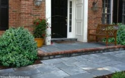 Gordo Boxwood - 1 Gallon Pot 12 Gordo Boxwood - 1 Gallon Pot -Garden Care buxus gordo boxwood 2