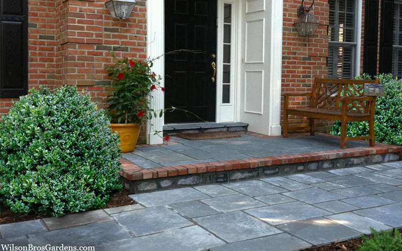 Gordo Boxwood - 1 Gallon Pot 6 Gordo Boxwood - 1 Gallon Pot - Image 6