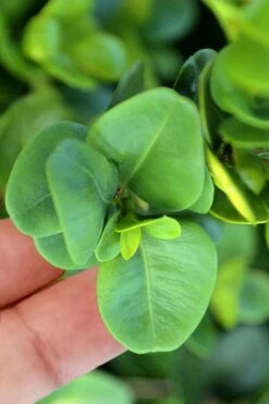 Gordo Boxwood - 1 Gallon Pot 10 Gordo Boxwood - 1 Gallon Pot -Garden Care buxus gordo boxwood 3