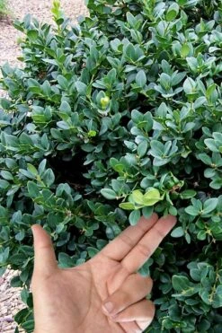 Gordo Boxwood - 1 Gallon Pot 11 Gordo Boxwood - 1 Gallon Pot -Garden Care buxus gordo boxwood 4