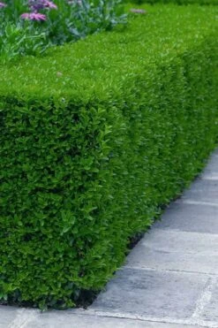 Gordo Boxwood - 1 Gallon Pot 13 Gordo Boxwood - 1 Gallon Pot -Garden Care buxus gordo boxwood 5