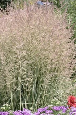 Avalanche Feather Reed Grass (Calamagrostis) - 3 Gallon Pot 9 Avalanche Feather Reed Grass (Calamagrostis) - 3 Gallon Pot -Garden Care calamagrostis x acutiflora avalanche feather reed grass 4