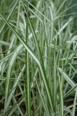 Avalanche Feather Reed Grass (Calamagrostis) - 3 Gallon Pot 8 Avalanche Feather Reed Grass (Calamagrostis) - 3 Gallon Pot -Garden Care calamagrostis x acutiflora avalanche feather reed grass 6
