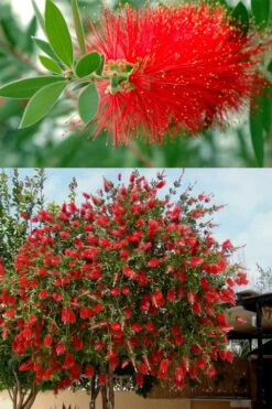 Red Cluster Bottlebrush Tree - 3 Gallon Pot 8 Red Cluster Bottlebrush Tree - 3 Gallon Pot -Garden Care callistemon red cluster bottlebrush 102