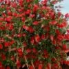 Red Cluster Bottlebrush Tree - 3 Gallon Pot