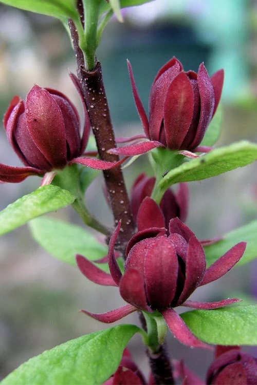 Simply Scentsational Sweetshrub (Calycanthus ) - 1 Gallon Pot 6 Simply Scentsational Sweetshrub (Calycanthus ) - 1 Gallon Pot - Image 6