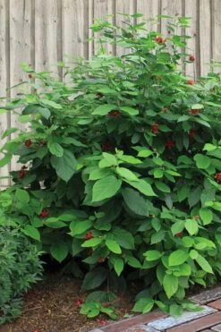 Simply Scentsational Sweetshrub (Calycanthus ) - 1 Gallon Pot 11 Simply Scentsational Sweetshrub (Calycanthus ) - 1 Gallon Pot -Garden Care calycanthus simply scentsational sweet shrub 4