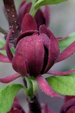 Simply Scentsational Sweetshrub (Calycanthus ) - 1 Gallon Pot 10 Simply Scentsational Sweetshrub (Calycanthus ) - 1 Gallon Pot -Garden Care calycanthus simply scentsational sweet shrub 7