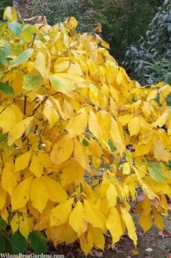 Simply Scentsational Sweetshrub (Calycanthus ) - 1 Gallon Pot 13 Simply Scentsational Sweetshrub (Calycanthus ) - 1 Gallon Pot -Garden Care calycanthus simply scentsational sweet shrub 8