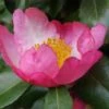 Autumn Sunrise Camellia Sasanqua - 1 Gallon Pot