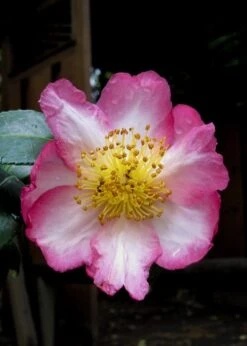 Autumn Sunrise Camellia Sasanqua - 1 Gallon Pot -Garden Care camellia autumn sunrise 10