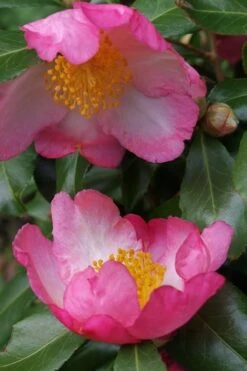 Autumn Sunrise Camellia Sasanqua - 1 Gallon Pot -Garden Care camellia autumn sunrise 2