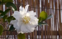 Chisato No Aki Camellia Japonica - 3 Gallon Pot -Garden Care camellia chisato no aki 5