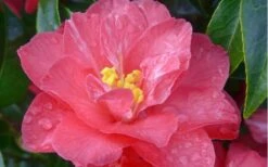 Coral Delight Camellia Hybrid - 3 Gallon Pot -Garden Care camellia coral delight 5
