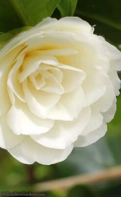 Dahlonega Camellia Japonica - 3 Gallon Pot -Garden Care camellia dahlonega 3