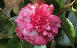 Sacred Dance Camellia Japonica 'Daikagura' - 3 Gallon Pot 11 Sacred Dance Camellia Japonica 'Daikagura' - 3 Gallon Pot -Garden Care camellia daikagura 20