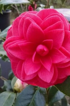 Glen 40 Camellia Japonica - 3 Gallon Pot -Garden Care camellia glen 40 1 1