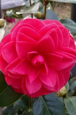 Glen 40 Camellia Japonica - 1 Gallon Pot -Garden Care camellia glen 40 2