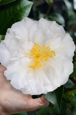 Colonial Dame Camellia - 3 Gallon Pot -Garden Care camellia japonica colonial dame 4