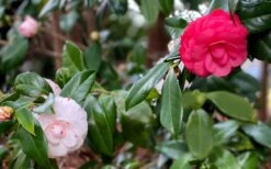 LA Peppermint Camellia Japonica - 1 Gallon Pot -Garden Care camellia japonica la peppermint 101