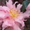 Pink Snow Camellia Sasanqua - 1 Gallon Pot