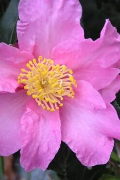 Marti Camellia - 3 Gallon Pot -Garden Care camellia sasanqua marti 3
