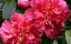 Scentsation Fragrant Camellia Japonica - 3 Gallon Pot 7 Scentsation Fragrant Camellia Japonica - 3 Gallon Pot -Garden Care camellia scentsation 3