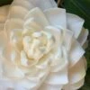 Sea Foam White Camellia Japonica - 3 Gallon Pot