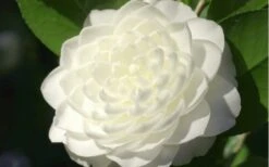 Sea Foam White Camellia Japonica - 3 Gallon Pot -Garden Care camellia sea foam 3