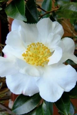 Setsugekka Fragrant Camellia Sasanqua - 7 Gallon Pot -Garden Care camellia setsugekka 3